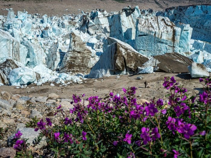 A solo hiker stands at the bottom of a snow covered glacier in Alaska with bright purple flowers nearby.