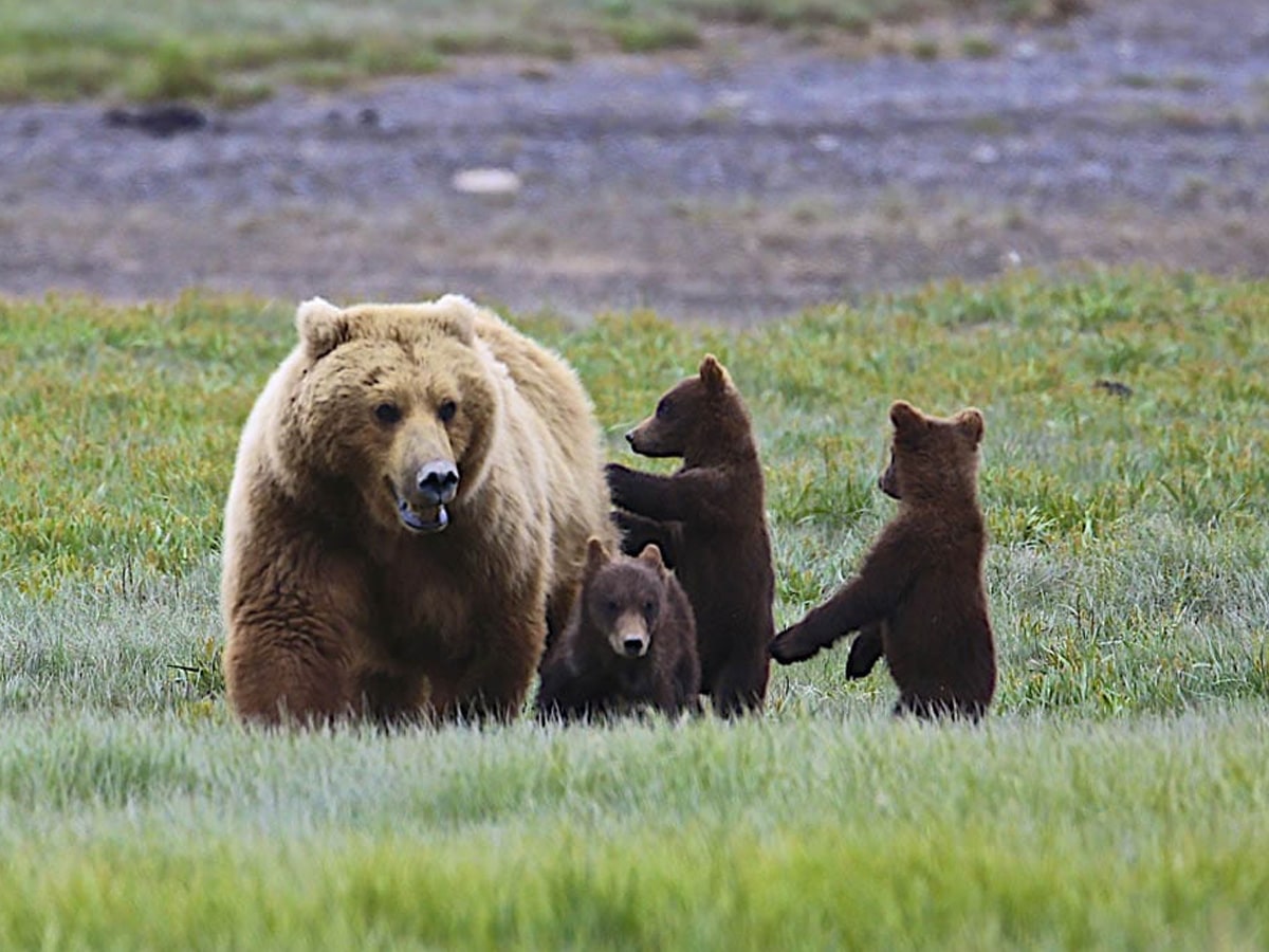 A brown bear with its three baby bear cubs in a green field.