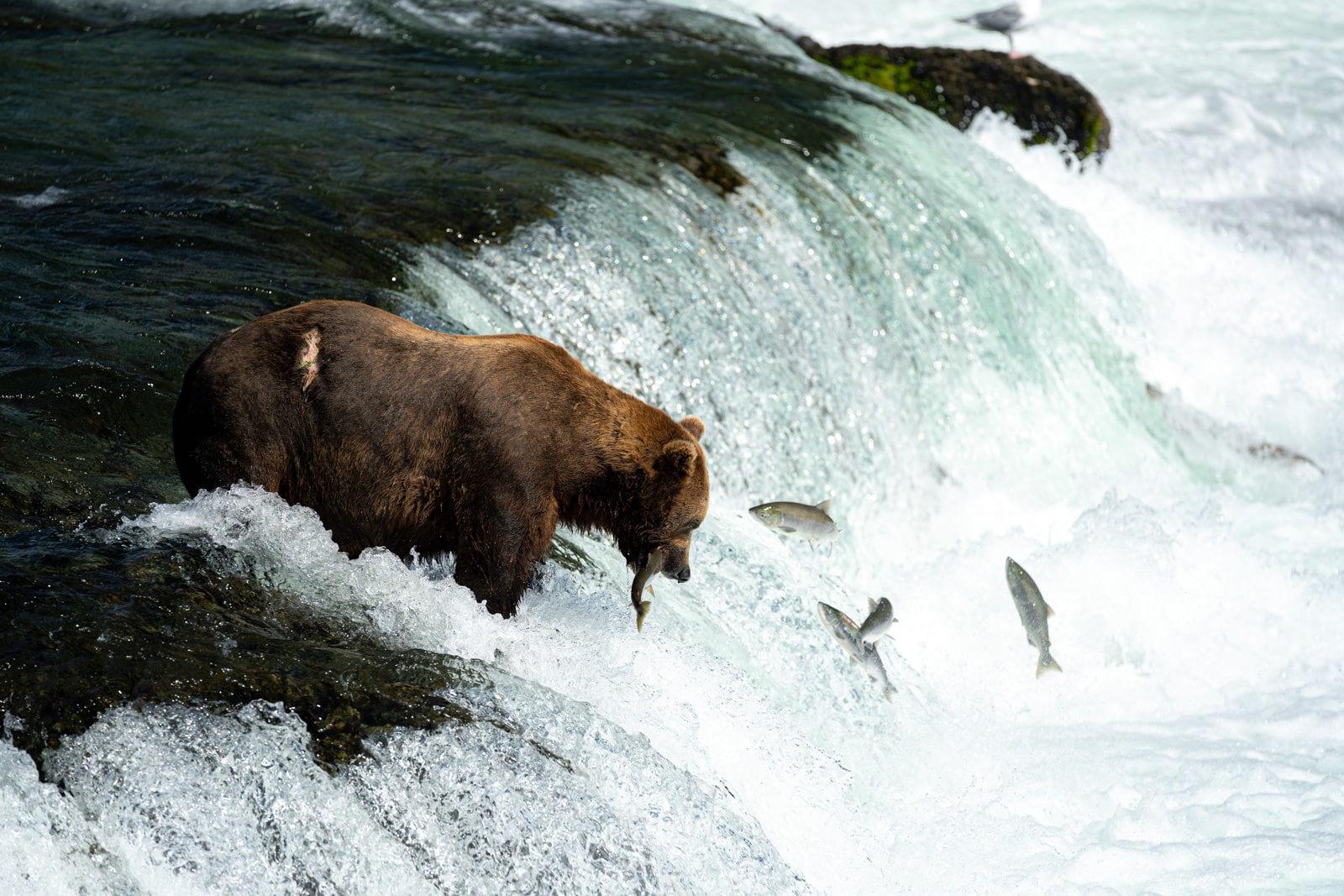 Bear Viewing Alaska Katmai National Park