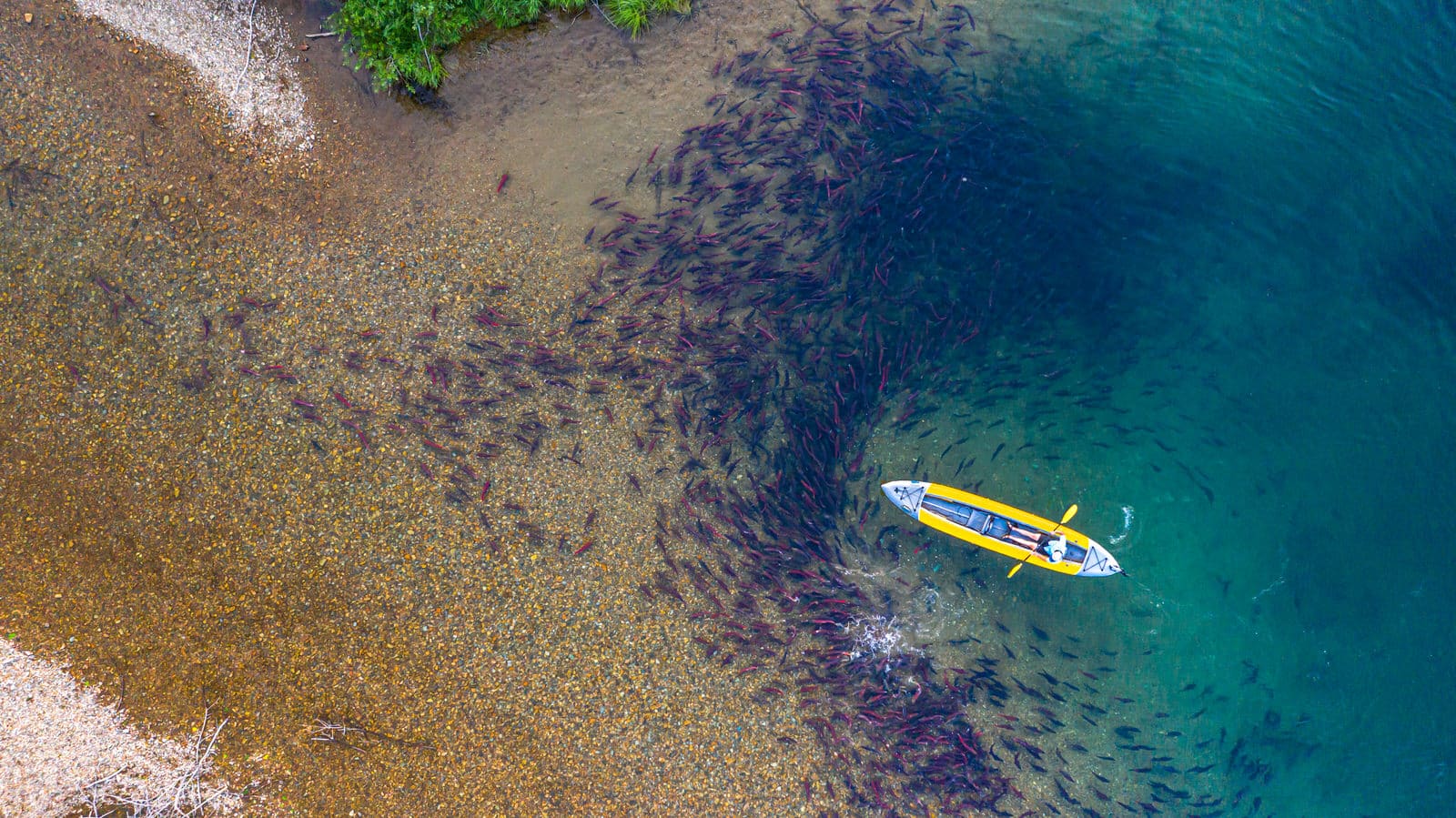kayaking through a pool of salmon on judd lake