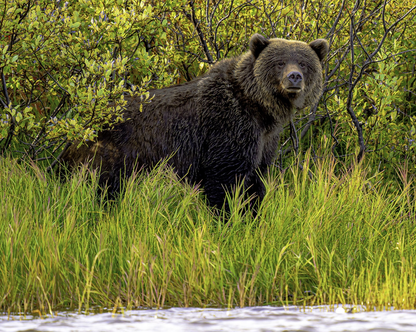 Grizzly Bear Alaska